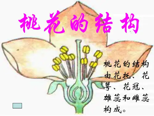 七年级科学桃花的结构