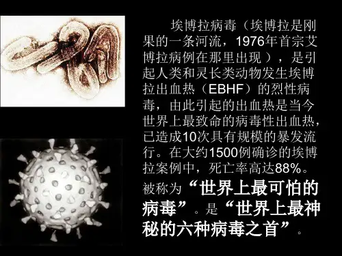 埃博拉病毒演示PPT