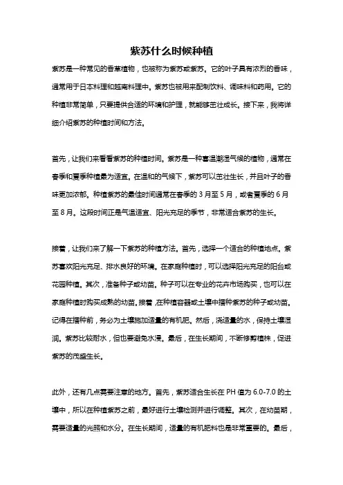 紫苏什么时候种植