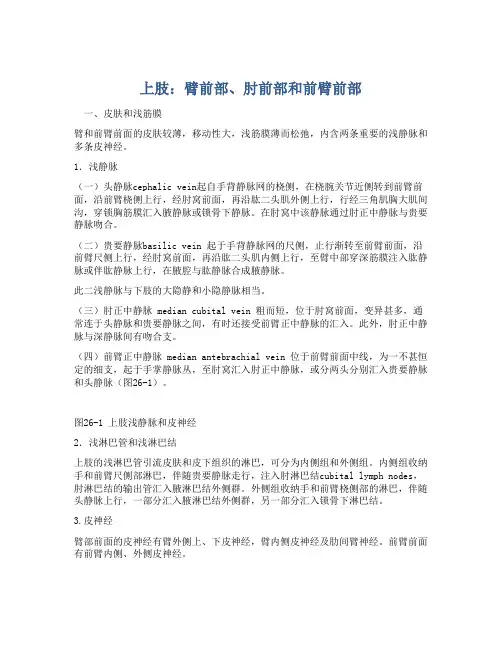 上肢：臂前部、肘前部和前臂前部