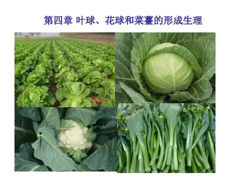 《蔬菜栽培生理学》第四章 叶球、花球和菜薹的形成生理