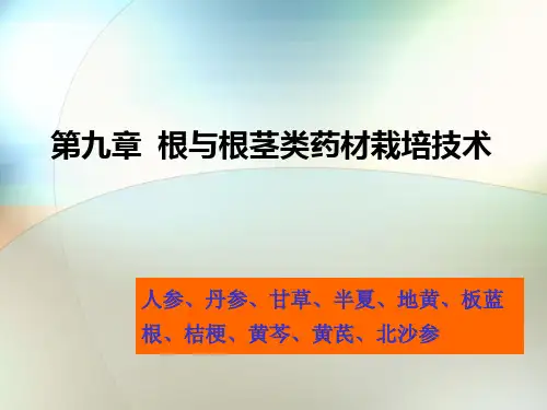 根及根茎类各论PPT课件