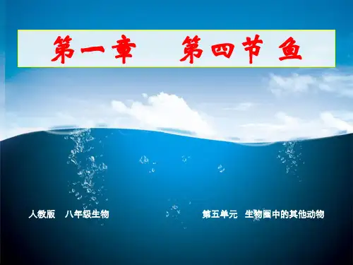 八年级上册生物--第一章第四节-鱼的呼吸