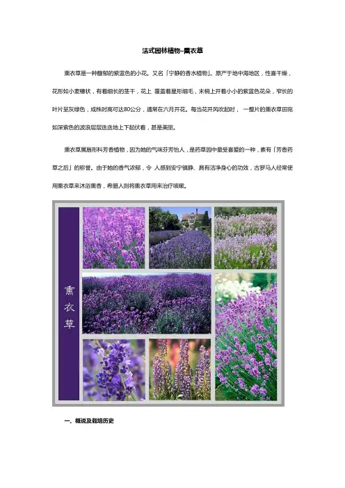 法式园林植物–熏衣草