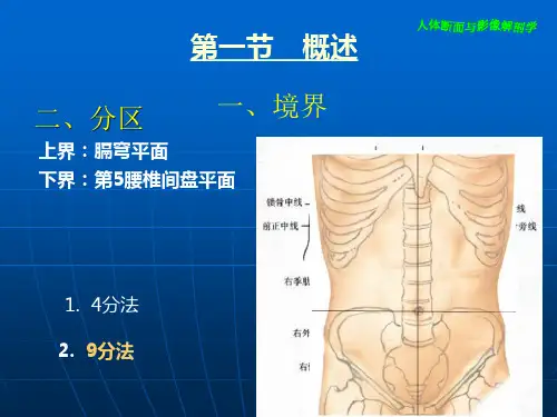 腹部断层解剖及注意点