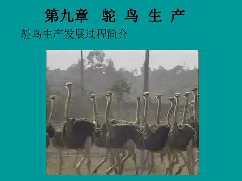 鸵鸟养殖