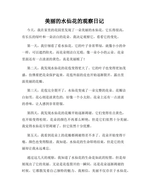 小学三年级作文美丽的水仙花的观察日记