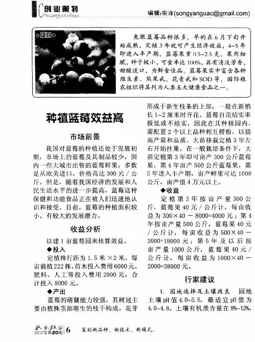 种植蓝莓效益高