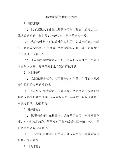捕捉泥鳅的技巧和方法