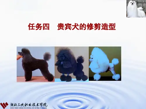宠物美容与护理4贵宾犬