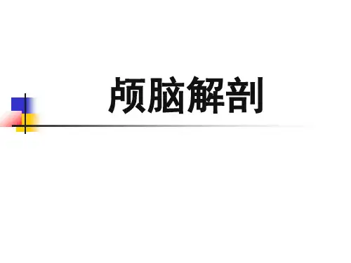 颅脑解剖PPT