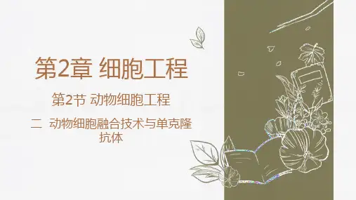 【高中生物】动物细胞融合技术与单克隆抗体+课件+高二下学期生物人教版选择性必修3 - 副本