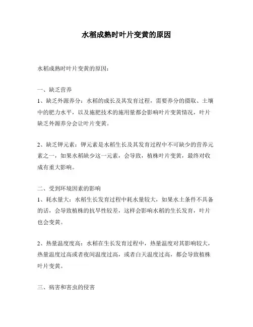 水稻成熟时叶片变黄的原因
