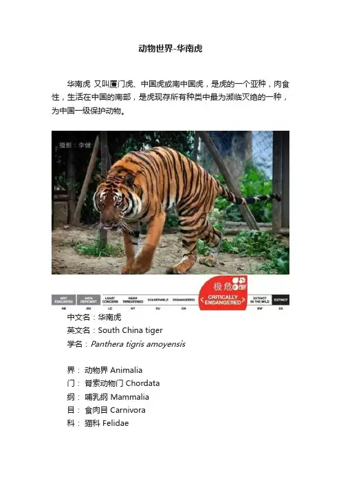动物世界-华南虎
