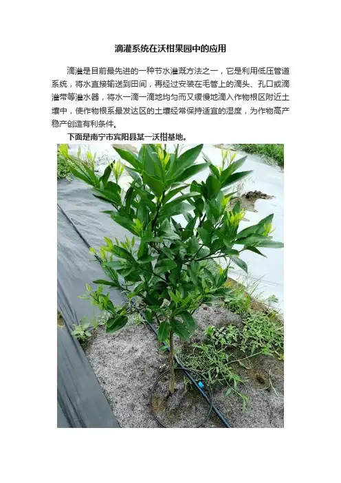 滴灌系统在沃柑果园中的应用