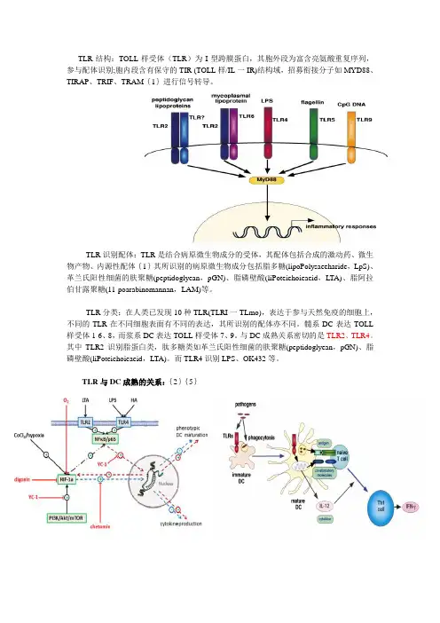 TOLL样受体