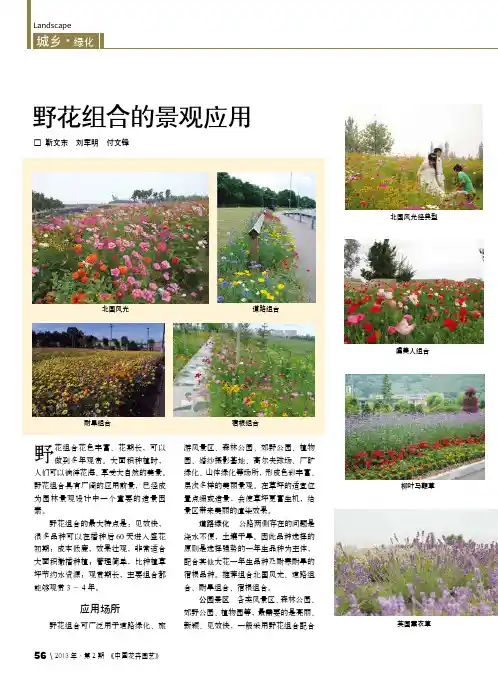 野花组合的景观应用