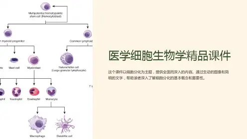 《医学细胞生物学精品课件》细胞分化五年制