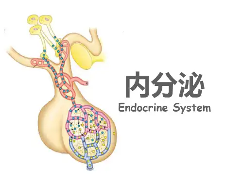 《内分泌生理》PPT课件