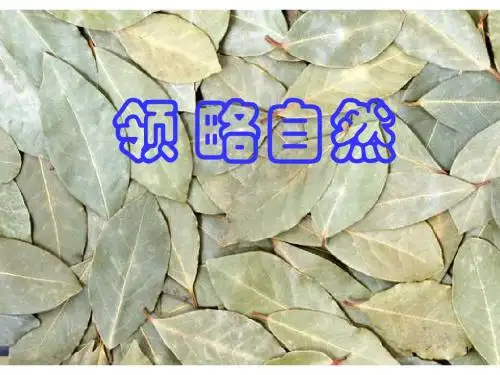 《敬畏自然》课件.ppt