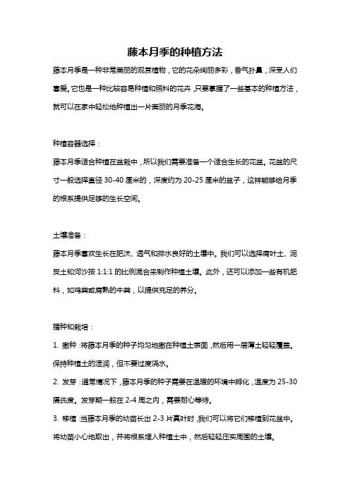 藤本月季的种植方法