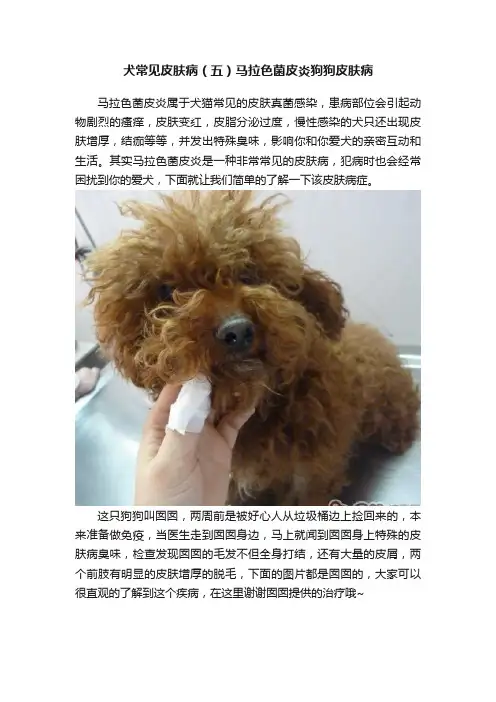 犬常见皮肤病（五）马拉色菌皮炎狗狗皮肤病