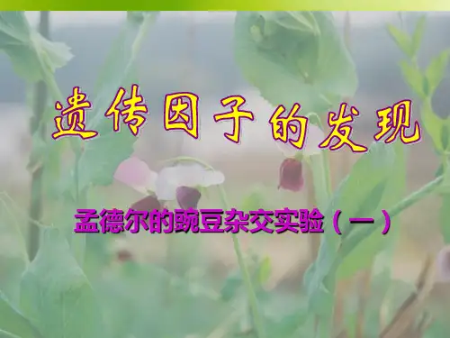 分离定律课件.ppt