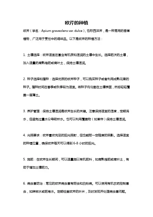 欧芹的种植
