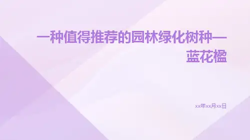 一种值得推荐的园林绿化树种—蓝花楹
