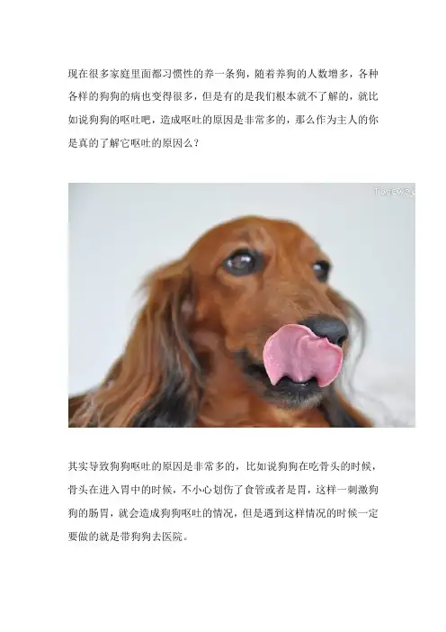 家里的狗狗出现呕吐的状况怎么办