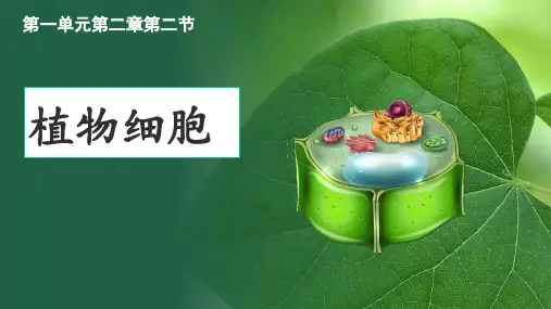 第二节+植物细胞+课件-2024--2025学年人教版生物七年级上册