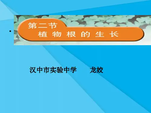 植物根的生长PPT课件7 苏教版优秀课件