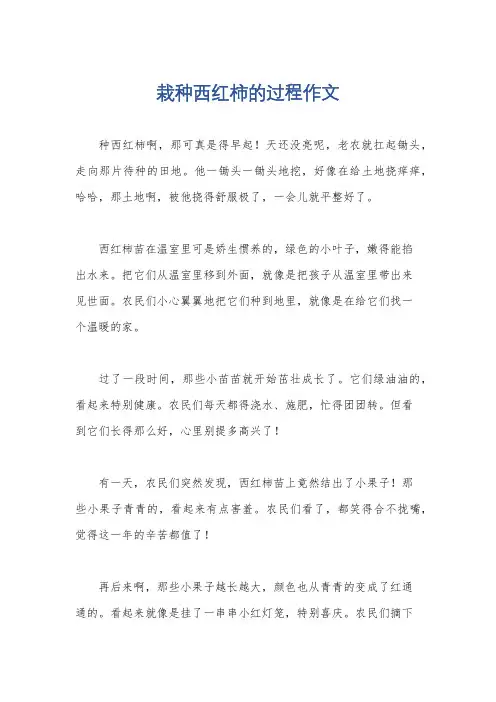 栽种西红柿的过程作文