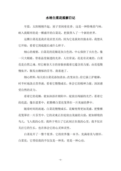 水培白菜花观察日记