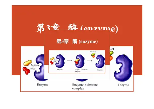 生物化学：第3章   酶 (enzyme)