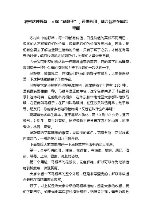 农村这种野草，人称“马鞭子”，可供药用，适合栽种在庭院里面