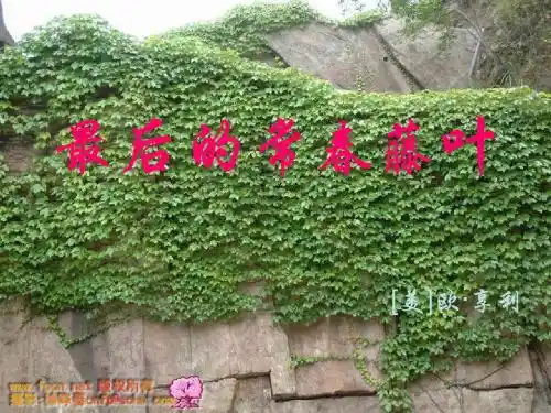 最后的常春藤叶