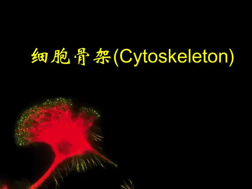 高中生物竞竞赛教程04-细胞骨架