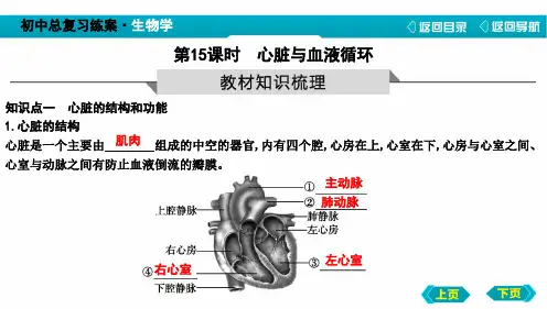 中考生物心脏与血液循环