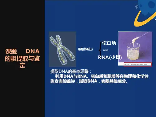 高中生物实验-DNA的粗提取和鉴定