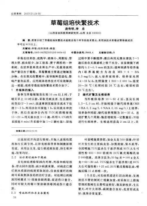 草莓组培快繁技术