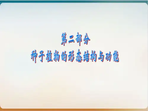 根的形态结构与功能课件PPT