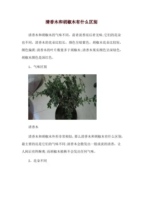 清香木和胡椒木有什么区别
