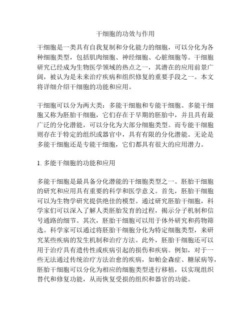 干细胞的功效与作用