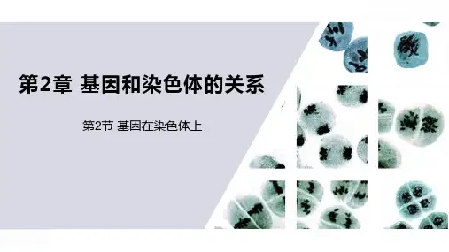 基因在染色体上-高一生物课件(人教版2019必修2)