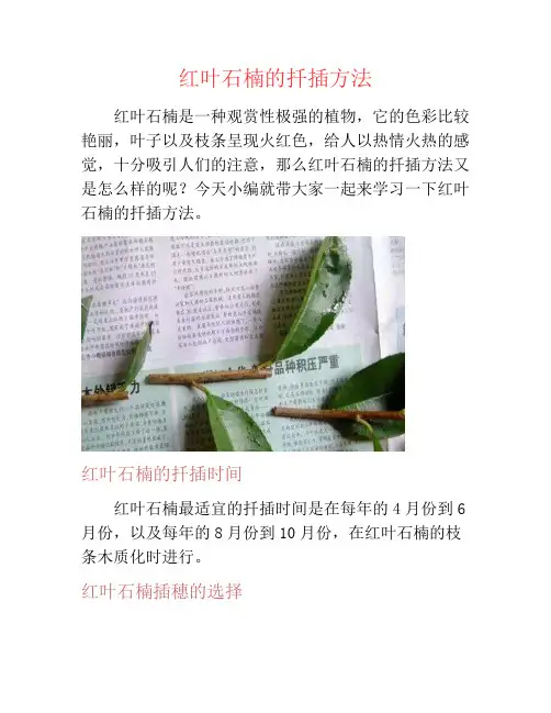 红叶石楠的扦插方法-养花技巧