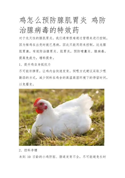 鸡达龙腺肌胃康(2)