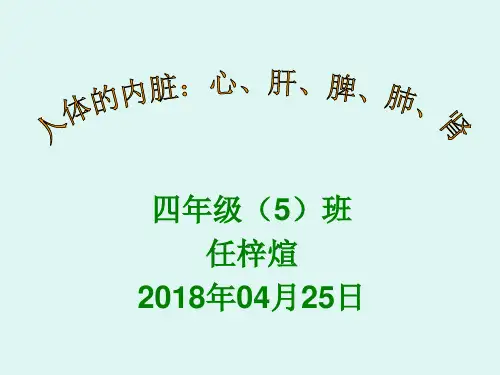 《人体内脏》PPT课件