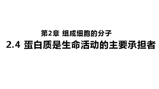 2.4.2 蛋白质是生命活动的主要承担者(蛋白质的功能、结构及其多样性)高一生物同步教学课件
