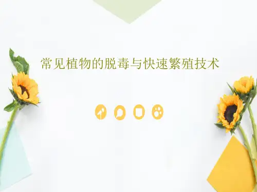 常见植物的脱毒与快速繁殖技术PPT共82页